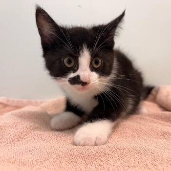 Blackjack -  Domestic Short Hair Cat for Adoption in Clavet, Saskatchewan - Blackjack | PetCurious