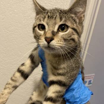 Gazpacho -  Domestic Short Hair Cat for Adoption in Midland, Texas - Gazpacho | PetCurious