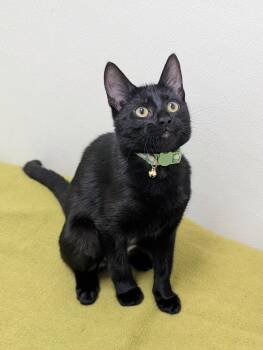 Jodi -  Domestic Short Hair Cat for Adoption in Springfield, Illinois - Jodi | PetCurious