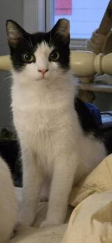 Mike-Barn Cat -  Domestic Short Hair Cat for Adoption in Wantage, New Jersey - Mike-Barn Cat | PetCurious