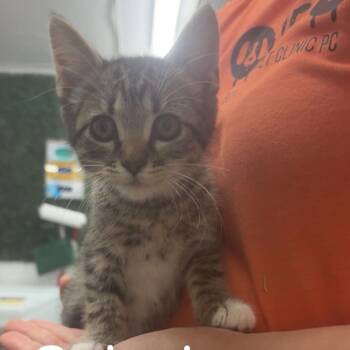 Solaris *Meet me at Eden Prairie Petsmart* -  Domestic Short Hair Cat for Adoption in Buffalo, Minnesota - Solaris *Meet Me At Eden Prairie Petsmart* | PetCurious