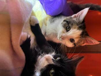 Rescue Domestic Long Hair Cats for Adoption in Ben Avon, Pennsylvania - MACHAETTO & CUPCAKE | PetCurious