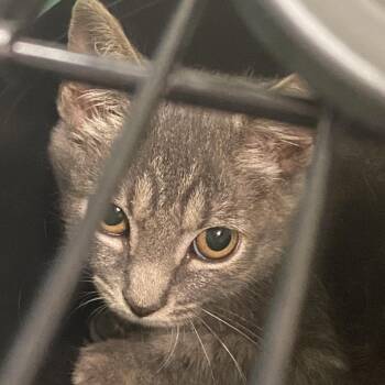 Razzie -  Domestic Short Hair Cat for Adoption in Charleston, West Virginia - Razzie | PetCurious