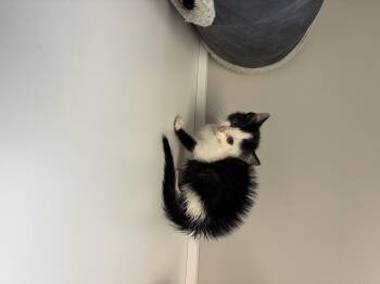 Rescue Domestic Medium Hair Cats for Adoption in Liberty, Missouri - Tiktok | PetCurious