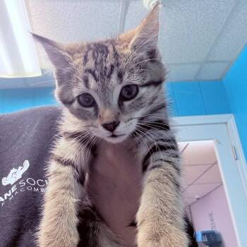 Arlo -  Domestic Short Hair Cat for Adoption - Arlo | PetCurious