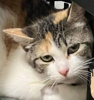 Jasmine and 5 kittens -  Domestic Short Hair Cat for Adoption in Mississauga, Ontario - Jasmine And 5 Kittens | PetCurious