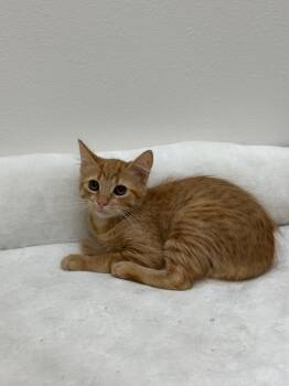 Rigatoni -  Tabby Cat for Adoption in Newberg, Oregon - Rigatoni | PetCurious