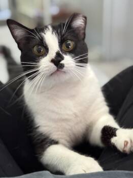 Microwave -  Domestic Short Hair Cat Available for Adoption in Alexandria, Virginia - Microwave | PetCurious