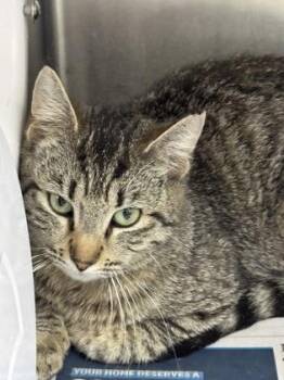 Domestic Short Hair Cats Available for Adoption in San Antonio, Texas - Magic | PetCurious