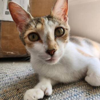 Horseshoe Crab -  Domestic Short Hair Cat for Adoption in Providence, Rhode Island - Horseshoe Crab | PetCurious