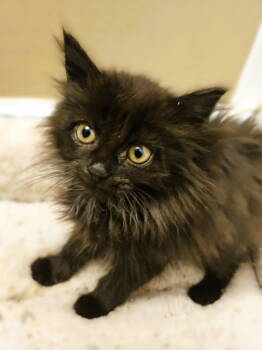 Rescue Domestic Long Hair Cats for Adoption in Herndon, Virginia - Mira - Long Hair | PetCurious