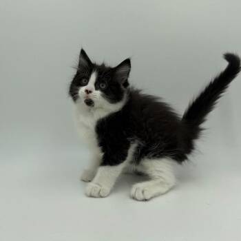 Lindy Hop -  Domestic Medium Hair Cat for Adoption in State College, Pennsylvania - Lindy Hop | PetCurious