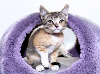 Domestic Short Hair Cats Available for Adoption in Fort Lauderdale, Florida - STAR | PetCurious