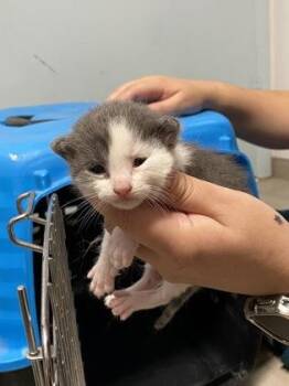 Cannoli -  Domestic Short Hair Cat for Adoption in Daytona Beach, Florida - Cannoli | PetCurious