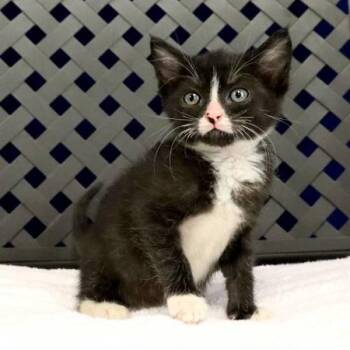 Domestic Medium Hair Cats Available for Adoption in Fort Davis, Texas - Avocado | PetCurious