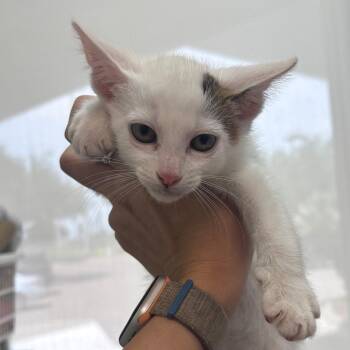 Halo -  Domestic Short Hair Cat for Adoption in Corpus Christi, Texas - Halo | PetCurious