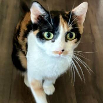 Cotton Candy -  Domestic Short Hair Cat for Adoption in Columbia, Missouri - Cotton Candy | PetCurious