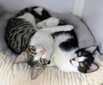 Scruffy and Tank (kittens) (Roatan) -  Domestic Short Hair Cat for Adoption in Alexandria, Virginia - Scruffy And Tank (kittens) (Roatan) | PetCurious