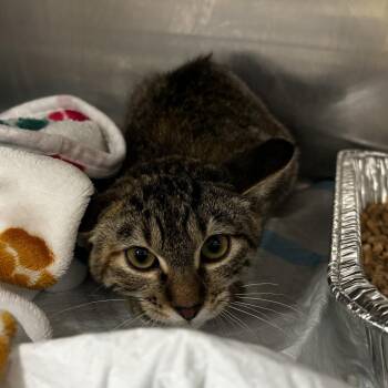Claire -  Domestic Short Hair Cat for Adoption in Salt Lake City, Utah - Claire | PetCurious