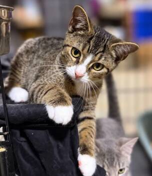 Lilly -  Domestic Short Hair Cat for Adoption in Salamanca, New York - Lilly | PetCurious