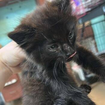 Domestic Medium Hair Cats Available for Adoption in Gadsden, Alabama - Mario | PetCurious