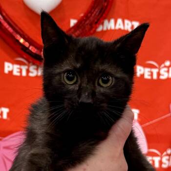 Domestic Short Hair Cats Available for Adoption - Gomez | PetCurious