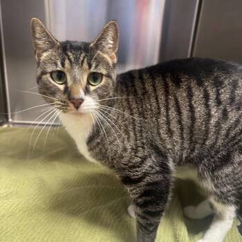 Domestic Short Hair Cats Available for Adoption - Shadow | PetCurious