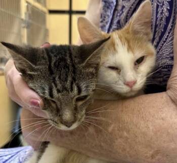 Louise -  Domestic Short Hair Cat for Adoption in Cincinnati, Ohio - Louise | PetCurious