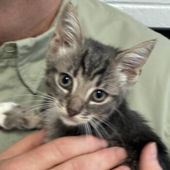 Domestic Short Hair Cats Available for Adoption in South Elgin, Illinois - Avispa | PetCurious