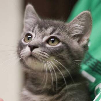 Issac -  Domestic Short Hair Cat for Adoption in Versailles, Kentucky - Issac | PetCurious