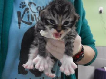 HERSHEYS COOKIES AND CREAM -  Domestic Short Hair Cat for Adoption in Omaha, Nebraska - HERSHEYS COOKIES AND CREAM | PetCurious