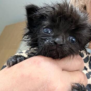 Jazmin -  Domestic Short Hair Cat for Adoption in Brevard, North Carolina - Jazmin | PetCurious