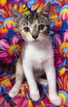 Juliet (Adoption Pending) -  Domestic Short Hair Cat for Adoption in Ocean Springs, Mississippi - Juliet (Adoption Pending) | PetCurious
