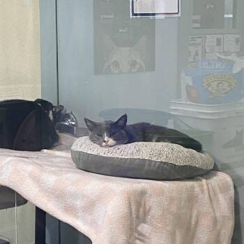 Finn -  Domestic Short Hair Cat for Adoption in Lakewood, Colorado - Finn | PetCurious