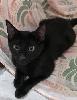 Licorice (Link) -  Domestic Short Hair Cat for Adoption in Davis, California - Licorice (Link) | PetCurious