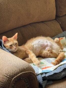 Rescue Domestic Short Hair Cats for Adoption in Marion, North Carolina - Maeve | PetCurious