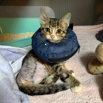 Honey Bee -  Domestic Short Hair Cat for Adoption in Gainesville, Florida - Honey Bee | PetCurious