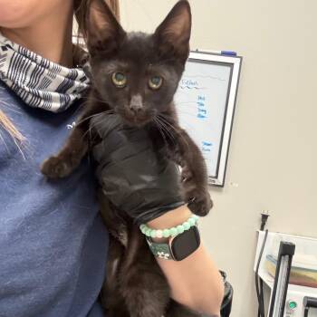 Megan -  Domestic Short Hair Cat for Adoption in Great Falls, Montana - Megan | PetCurious