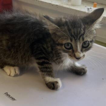 Madelyn -  Domestic Short Hair Cat for Adoption in Floresville, Texas - Madelyn | PetCurious