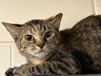 Ophelia -  Domestic Short Hair Cat for Adoption in Golden Valley, Minnesota - Ophelia | PetCurious