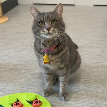 Feebee -  Domestic Short Hair Cat for Adoption in Port Washington, New York - Feebee | PetCurious