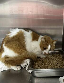 KODA -  Domestic Long Hair Cat for Adoption - KODA | PetCurious