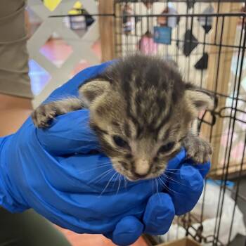 QUEENIE (COH-A-67188) -  Domestic Short Hair Cat for Adoption in Volcano, Hawaii - QUEENIE (COH-A-67188) | PetCurious