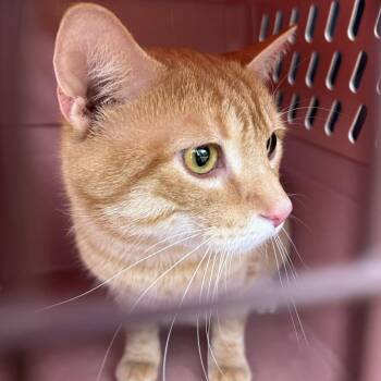 Domestic Short Hair Cats Available for Adoption in Johnstown, Pennsylvania - Chester | PetCurious
