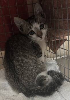 Rescue Domestic Short Hair Cats for Adoption in Honolulu, Hawaii - 59649596 | PetCurious