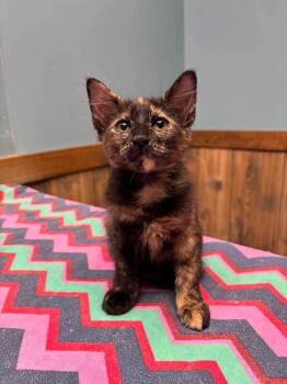 Izzy -  Domestic Medium Hair Cat for Adoption in Glocester, Rhode Island - Izzy | PetCurious