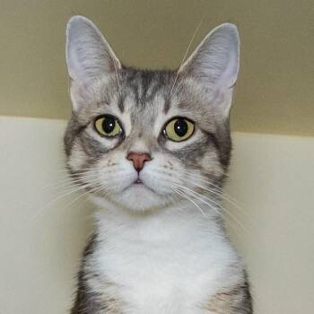 Grey -  Domestic Short Hair Cat Available for Adoption in Victor, New York - Grey | PetCurious