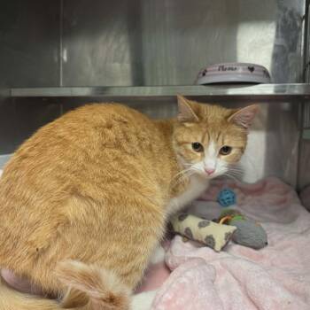 Domestic Short Hair Cats Available for Adoption in Richmond, Indiana - Crabapple | PetCurious