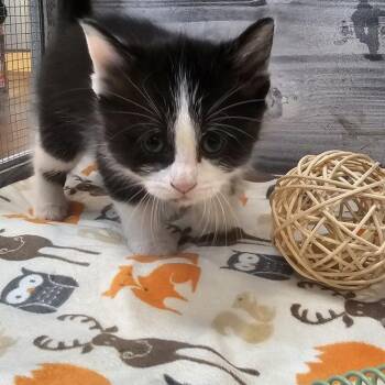 Enchilada -  Domestic Short Hair Cat for Adoption in Lynchburg, Virginia - Enchilada | PetCurious