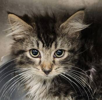 Rescue Domestic Long Hair and Domestic Short Hair Cats for Adoption in Spartanburg, South Carolina - Ethan | PetCurious